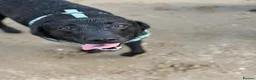 Labrador Retriever dogs for sale: Labrador retriever - Advert 1