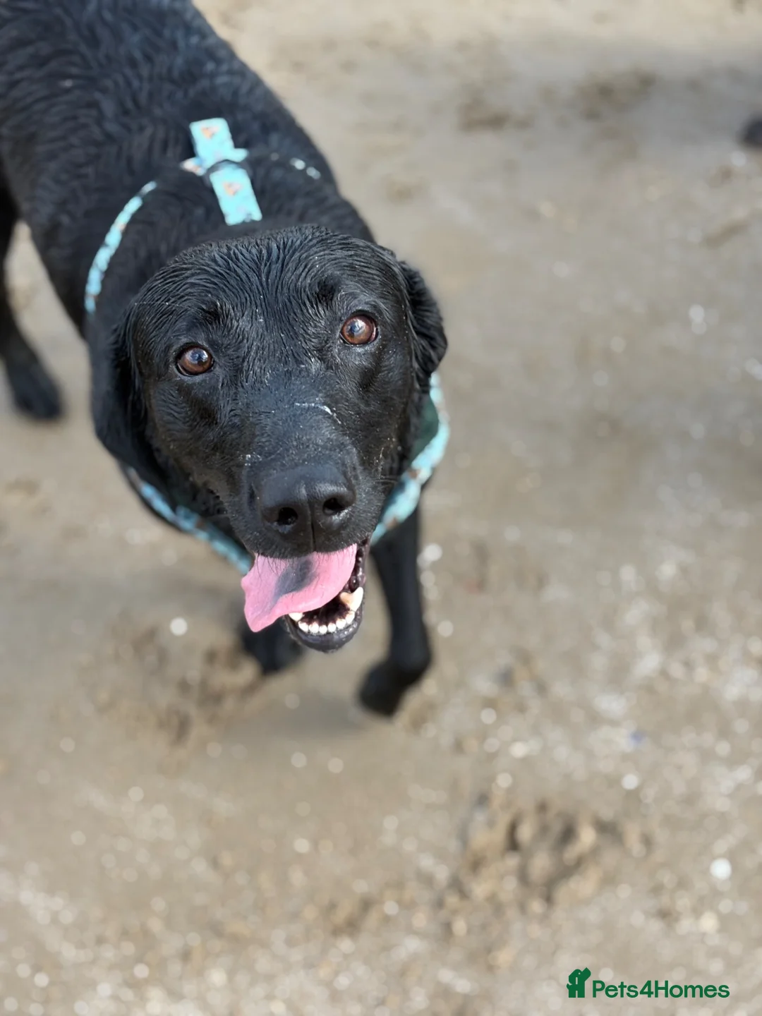 Labrador Retriever dogs for sale: Labrador retriever - Advert 1