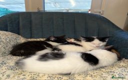 Turkish Angora cats for sale: Kittens Ready To Go!  - Image 1