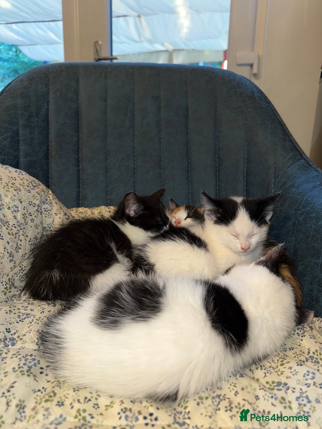 Turkish Angora cats for sale: Kittens Ready To Go!  - Image 1
