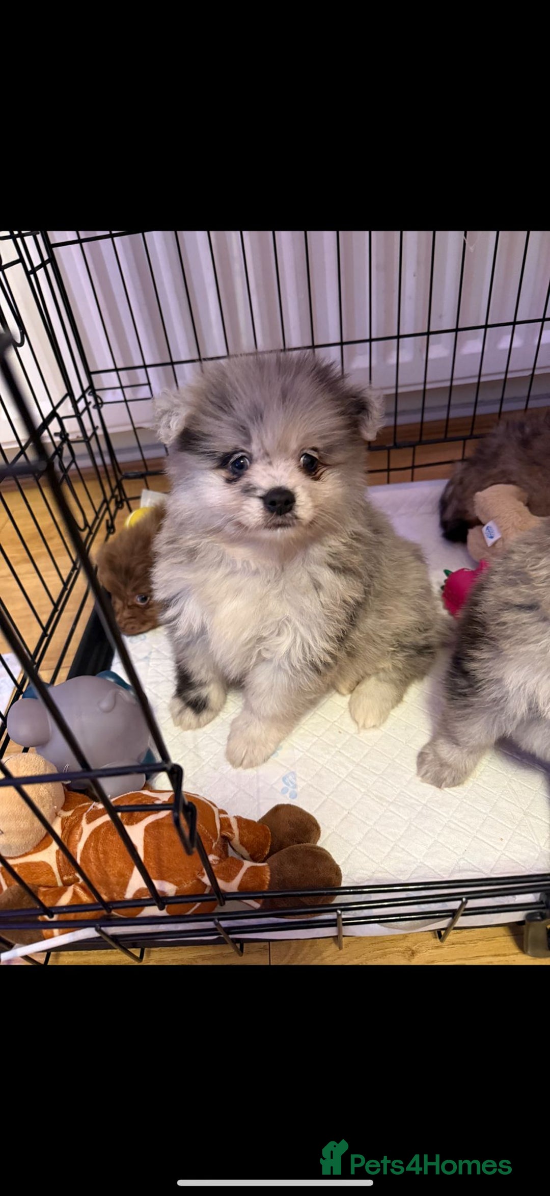 Pomeranian dogs for sale: Pom Puppies - Advert 16