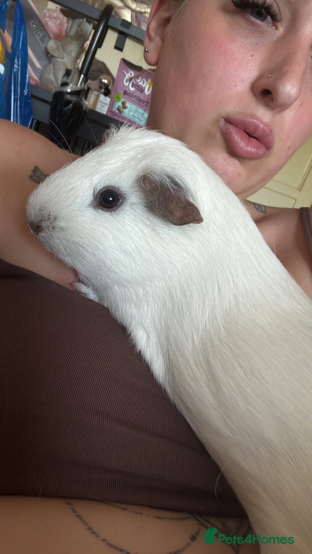 Guinea Pig rodents for sale: Two male guinea pigs  - Advert 1