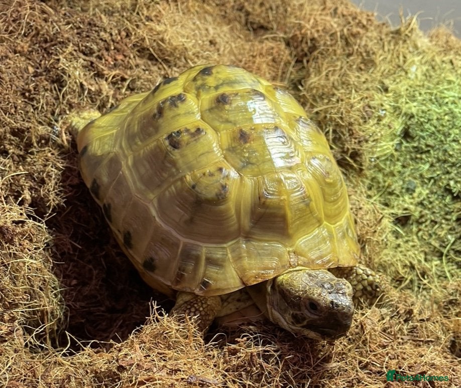 Tortoise reptiles Horsefield Tortoise Looking For Forever Home - Advert 1