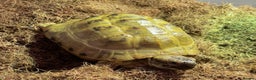 Tortoise reptiles for sale: Horsefield Tortoise Looking For Forever Home - Advert 1