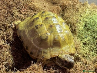 Tortoise reptiles Horsefield Tortoise Looking For Forever Home - Advert 1