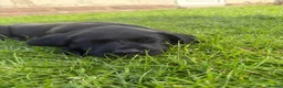 Labrador Retriever dogs for sale: Labrador pups - Advert 1
