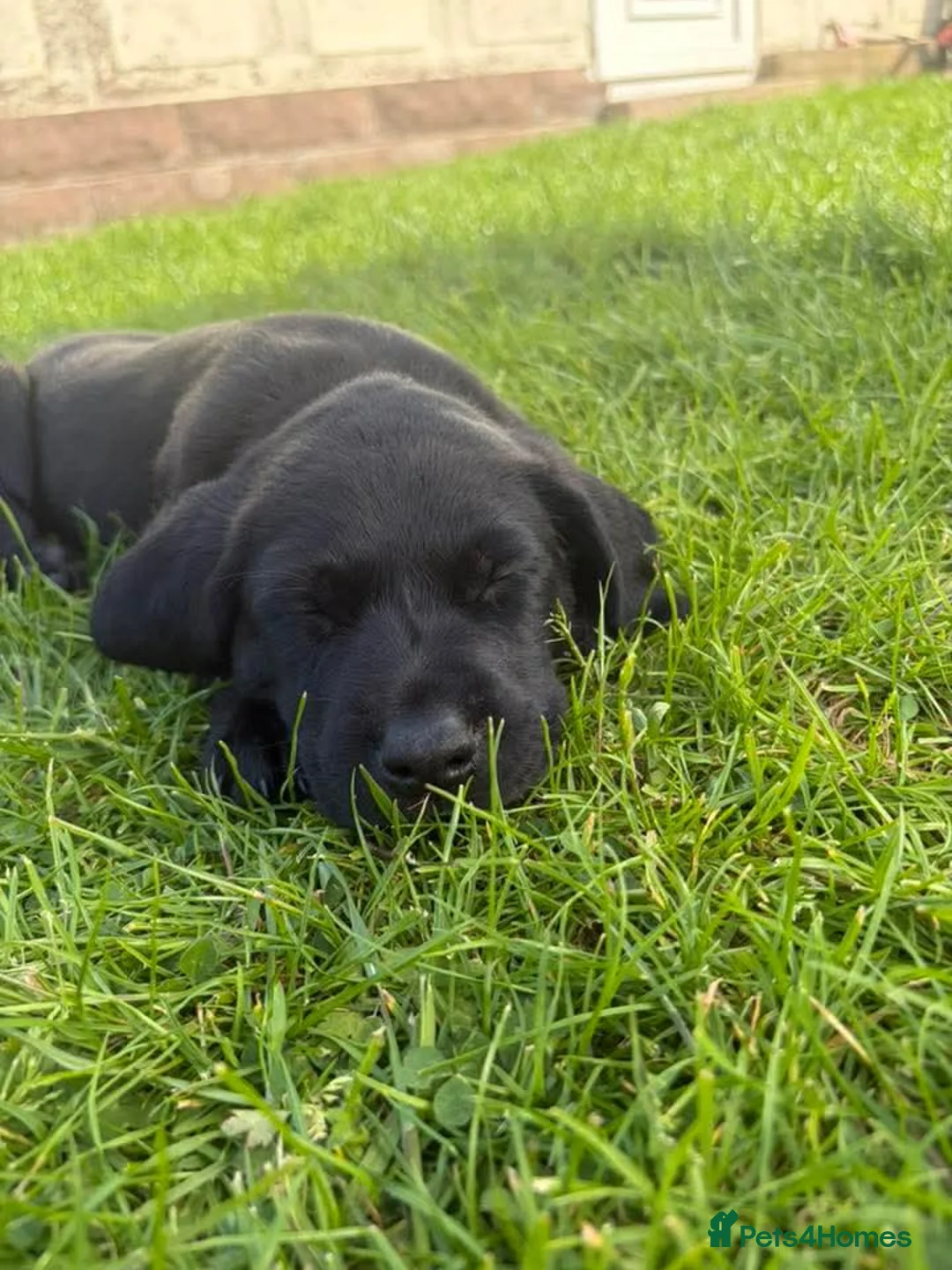 Labrador Retriever dogs for sale: Labrador pups - Advert 1