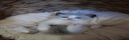 Ragdoll cats for sale: Bicolor/Lynx Ragdoll Kittens - TICA Registered  - Advert 29
