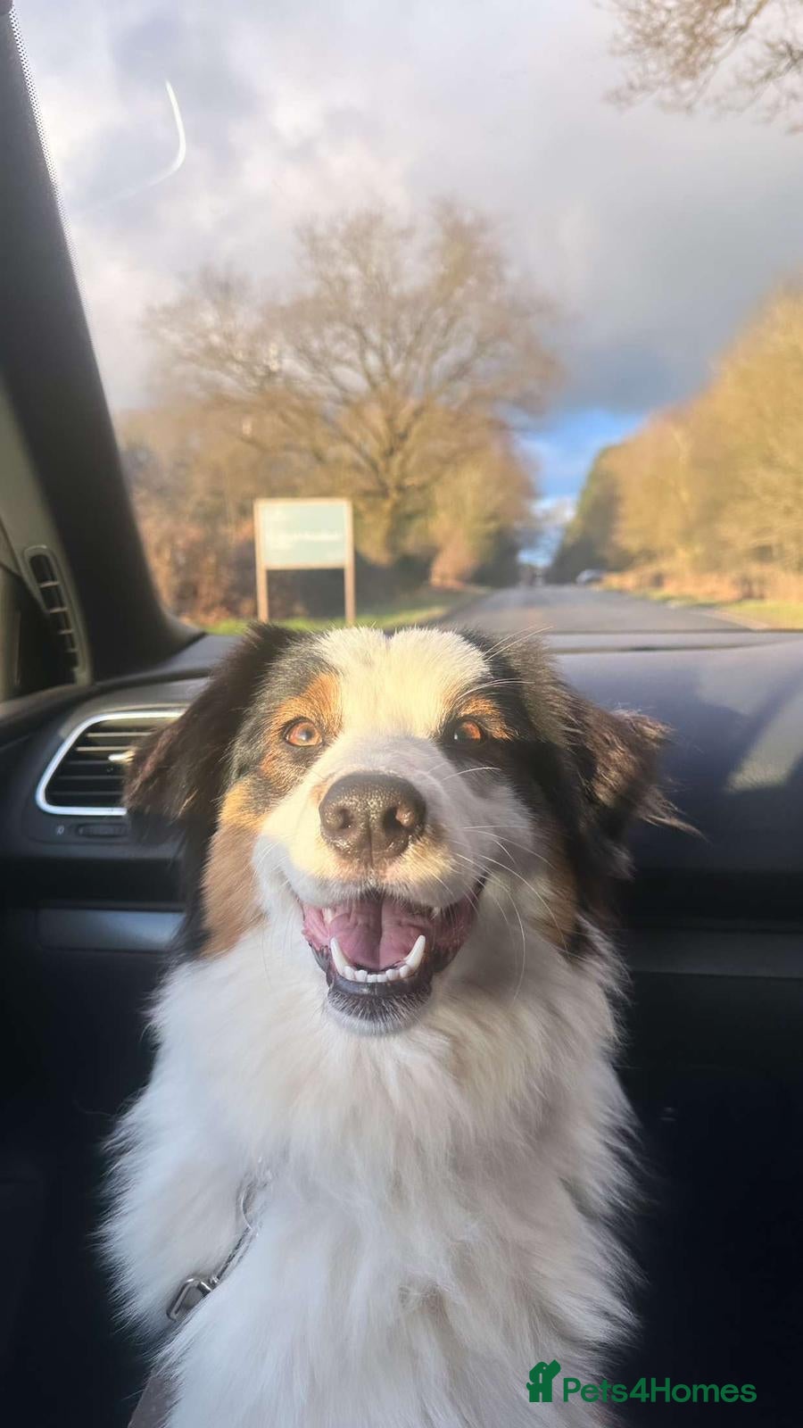 Australian Shepherd dogs Daisy's  - Advert 1