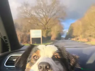 Australian Shepherd dogs Daisy's - Advert 2