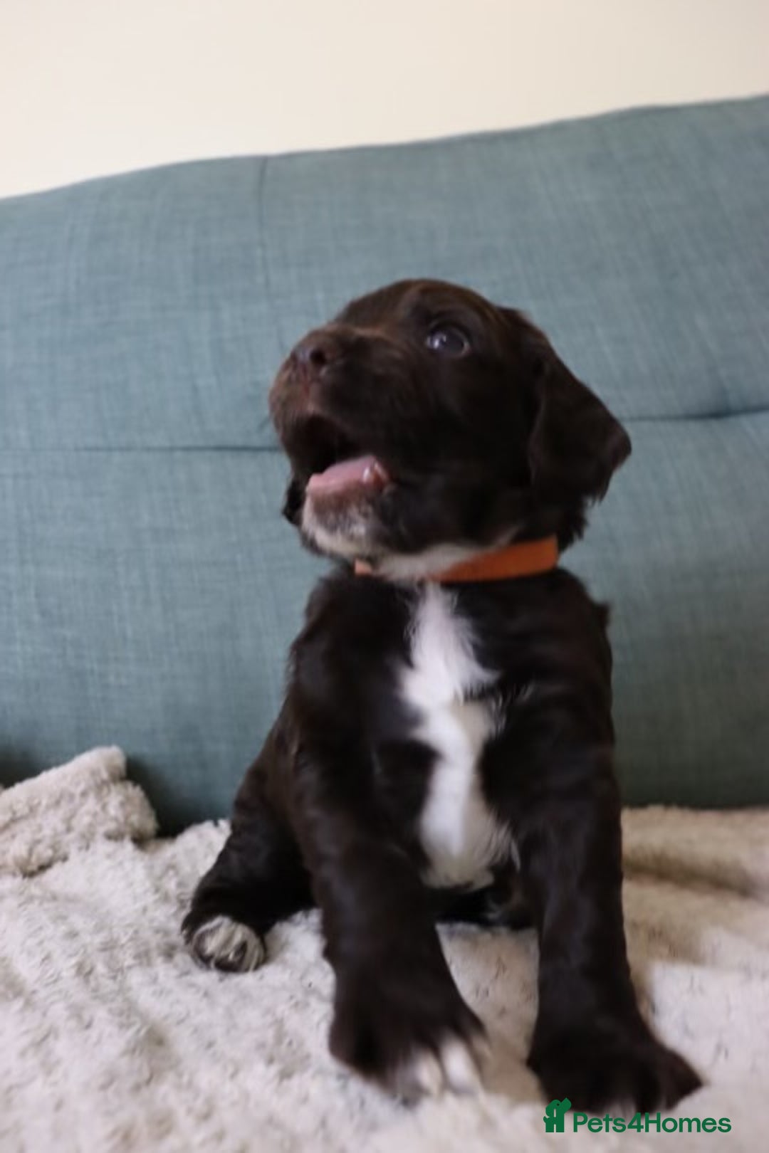 Cocker Spaniel dogs for sale: *Last little boy* chocolate cocker spaniel - Advert 18