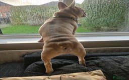 French Bulldog dogs for stud: Pedigree French Bulldog.  - Advert 5