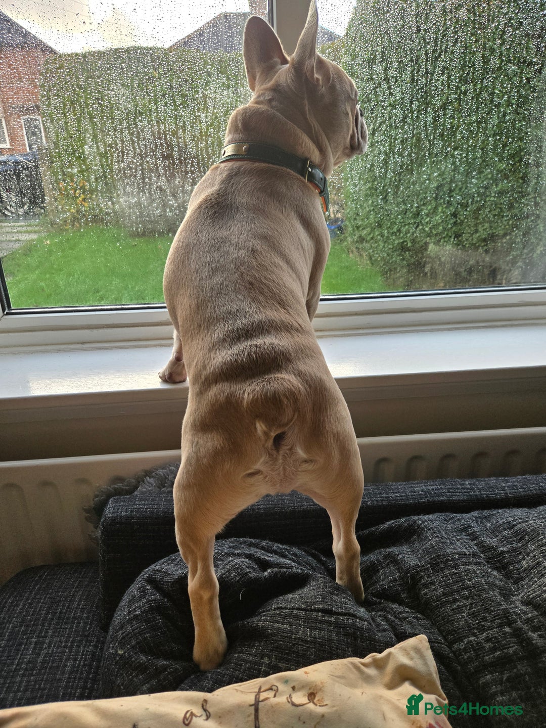 French Bulldog dogs for stud: Pedigree French Bulldog.  - Advert 5