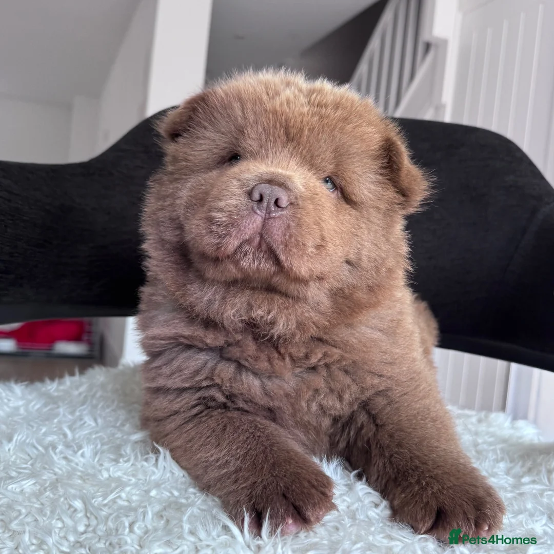 Chow Chow dogs for sale: KC LILAC CHOW CHOW BOY 💙 available  - Advert 2
