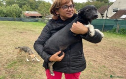 Mixed Breed dogs for adoption: Meet LARISA !  a Lovely Girl - for a Loving Home - Image 4