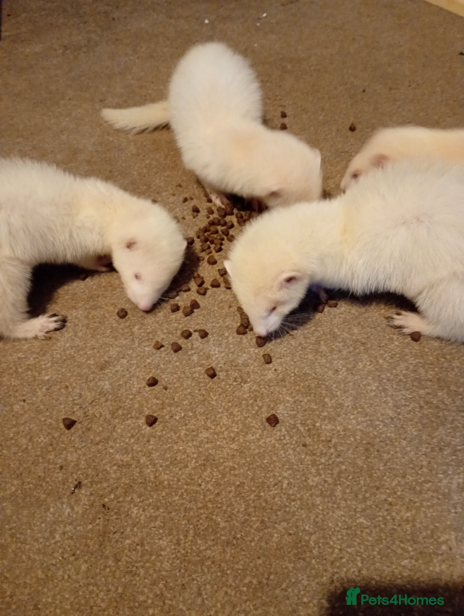 Ferret rodents for sale: Kits  - Advert 5