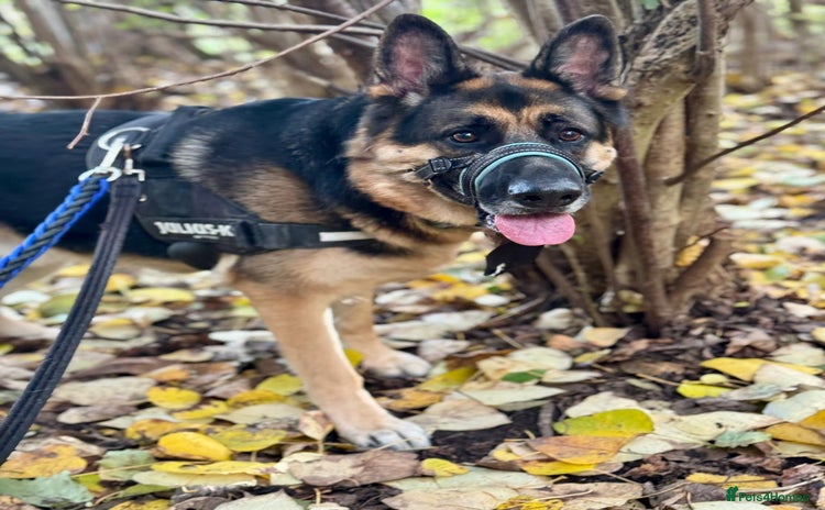 German Shepherd dogs - Advert 4