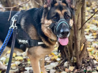 German Shepherd dogs - Advert 28