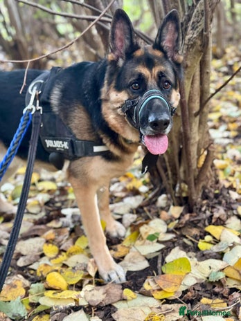 German Shepherd dogs - Advert 4