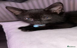 Maine Coon cats for sale: 4 main coon kittens  - Image 6