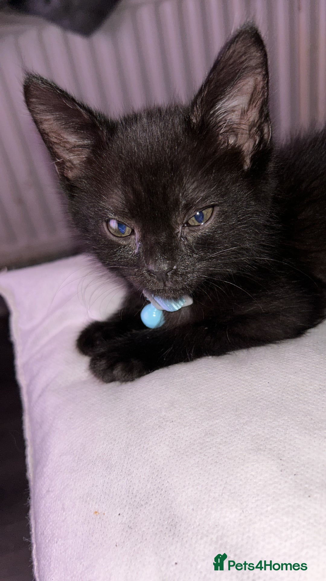 Maine Coon cats for sale: 4 main coon kittens  - Image 6