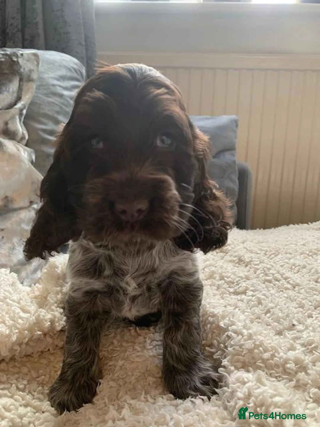 Cocker Spaniel dogs for sale: kc registered chocolate show type cockers - Advert 1
