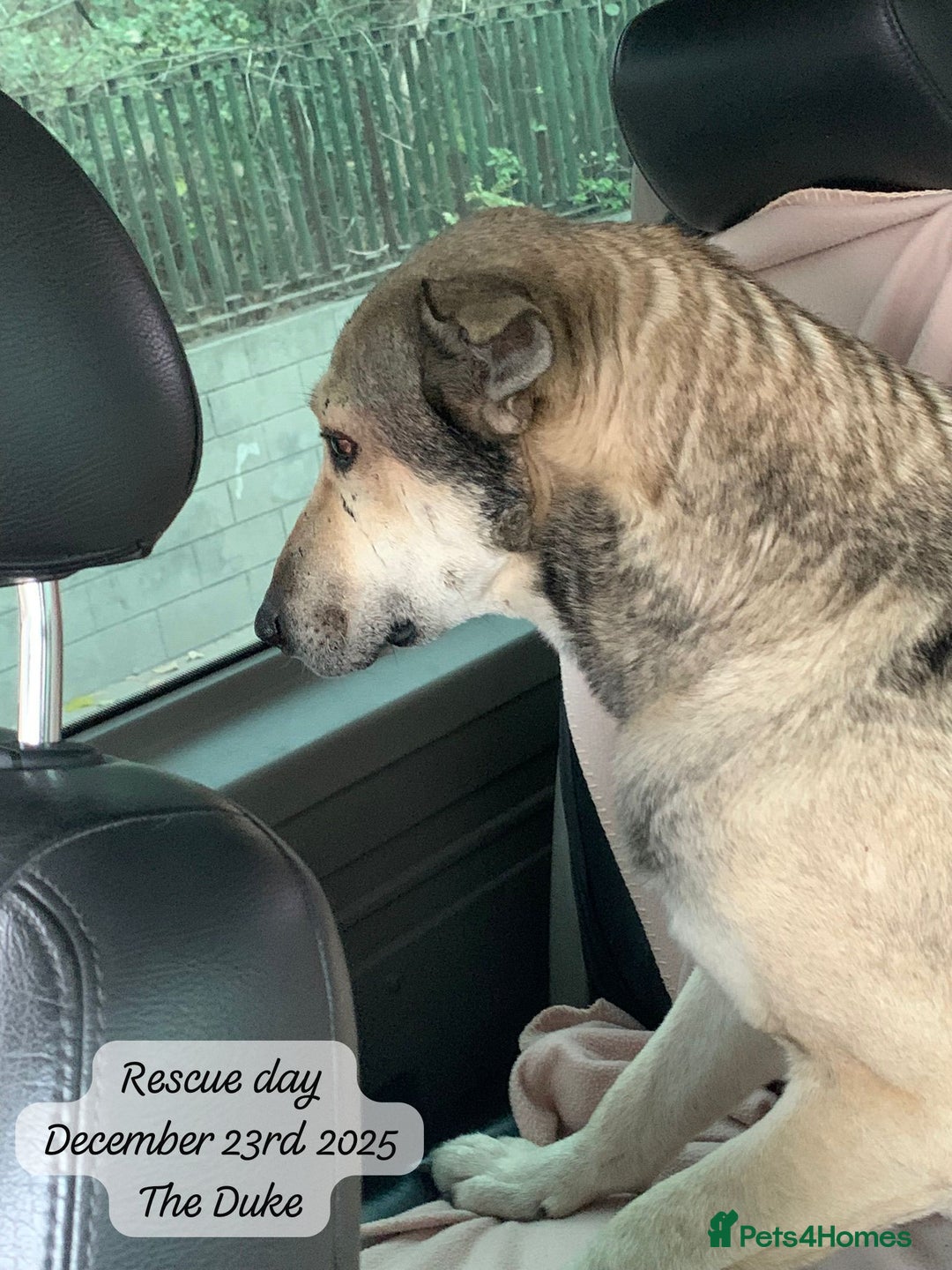 Mixed Breed dogs for adoption: The Duke, 8 yrs approx. Available for adoption. - Advert 2