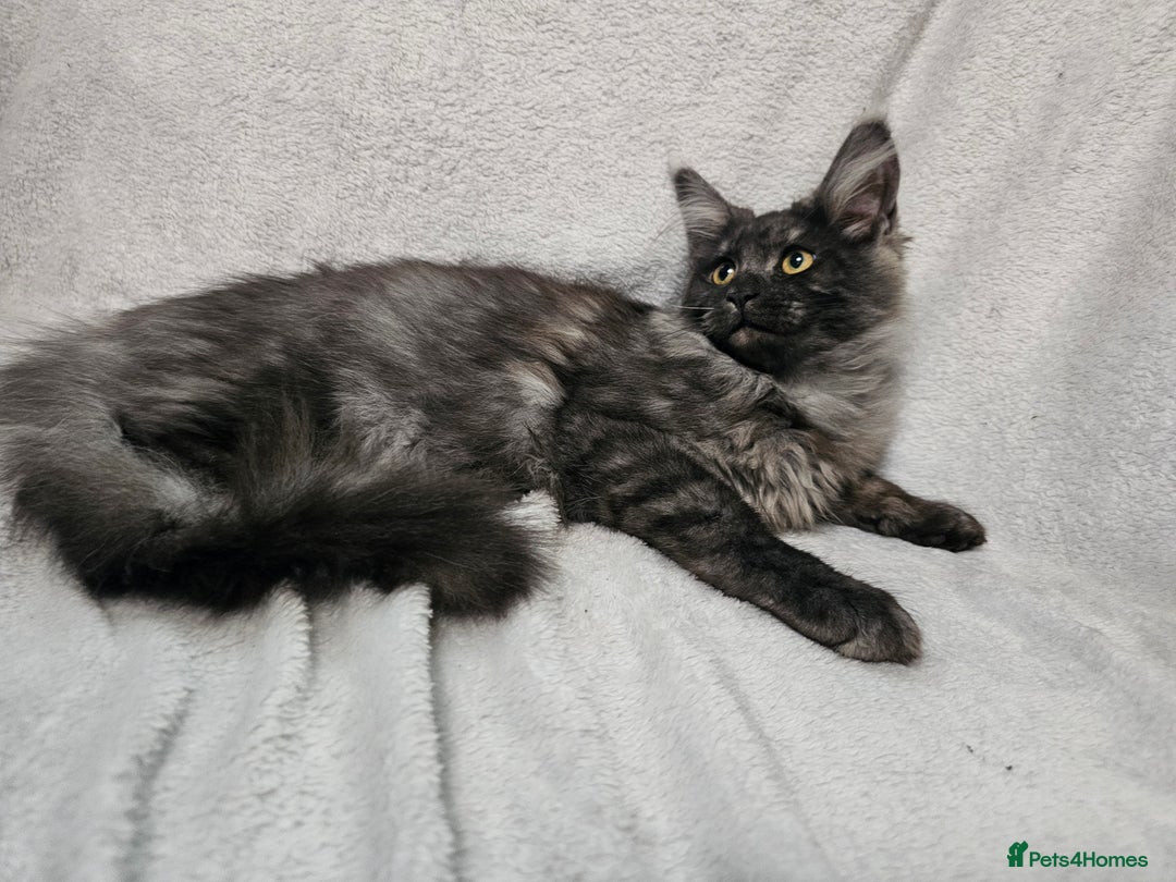 Maine Coon cats for sale: Black Smoke Kittens - Advert 12