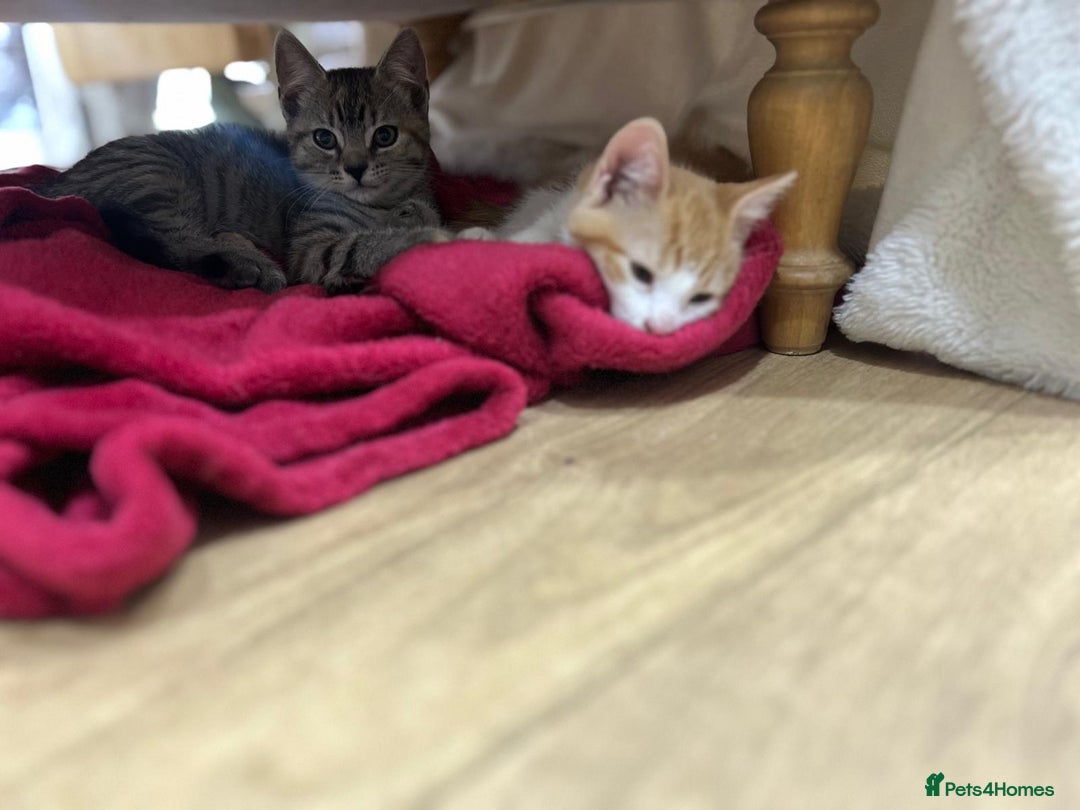 Mixed Breed cats for sale: 2 kittens  in Grays - Image 4