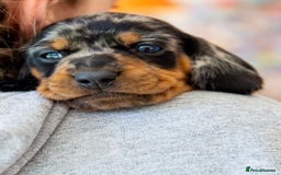 Dachshund dogs for stud: Kc registered standard smooth stud  in Newton Abbot - Image 19
