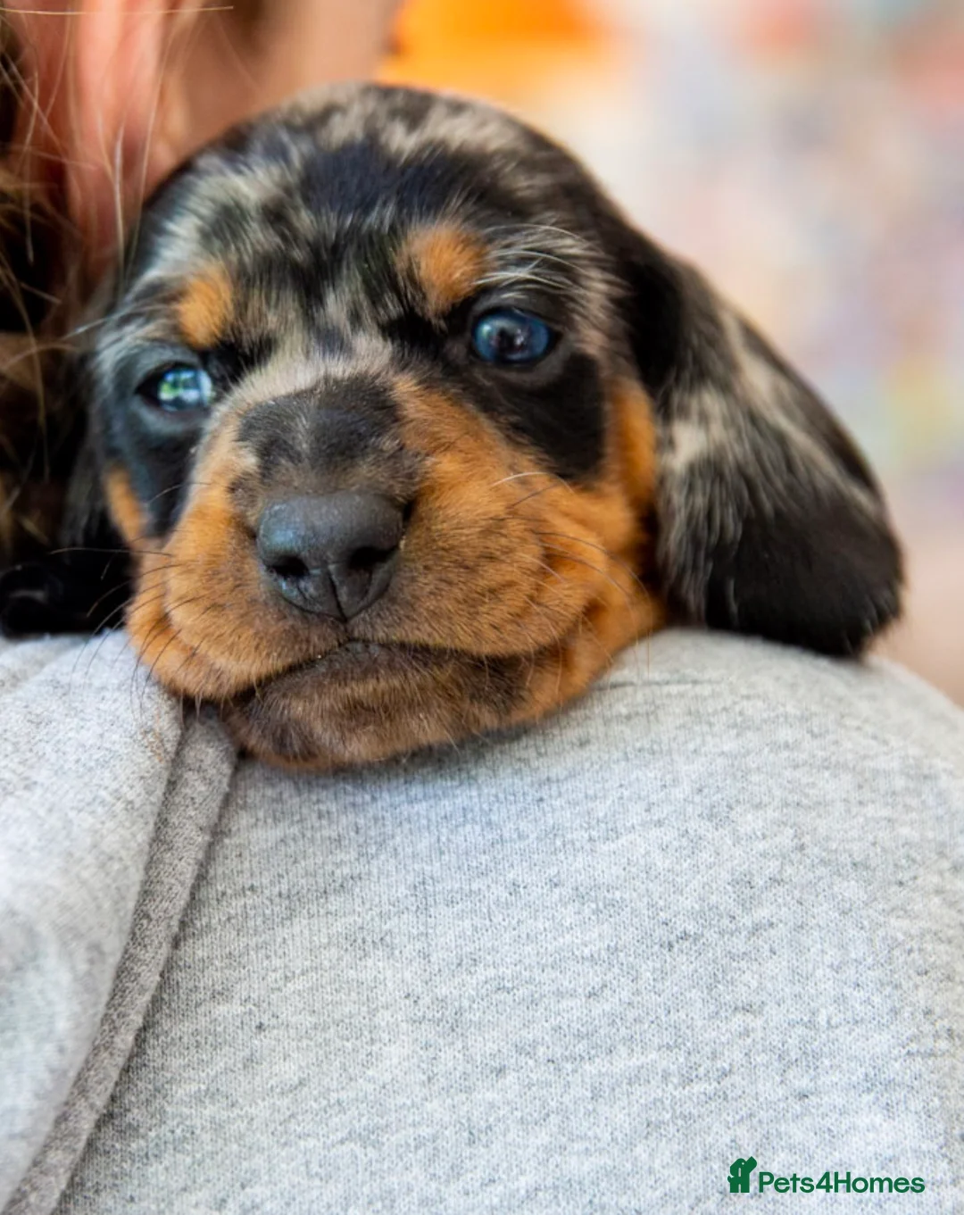 Dachshund dogs for stud: Kc registered standard smooth  in Newton Abbot - Advert 19