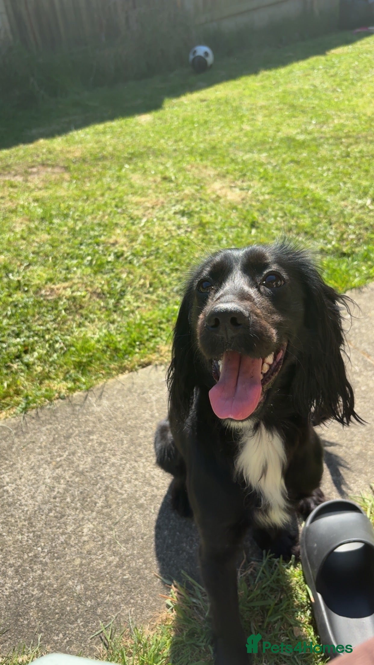 Cocker Spaniel dogs working cocker spaniel 🐾  - Advert 1
