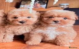 Cairn Terrier dogs for sale: STUNNING F1 cairn-oodle puppies  - Image 24