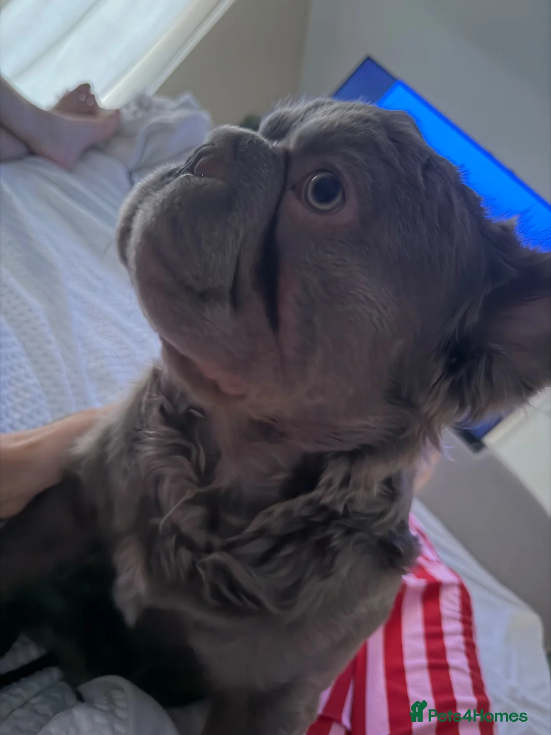 French Bulldog dogs for sale: Rehome of beloved Rocco - Advert 2