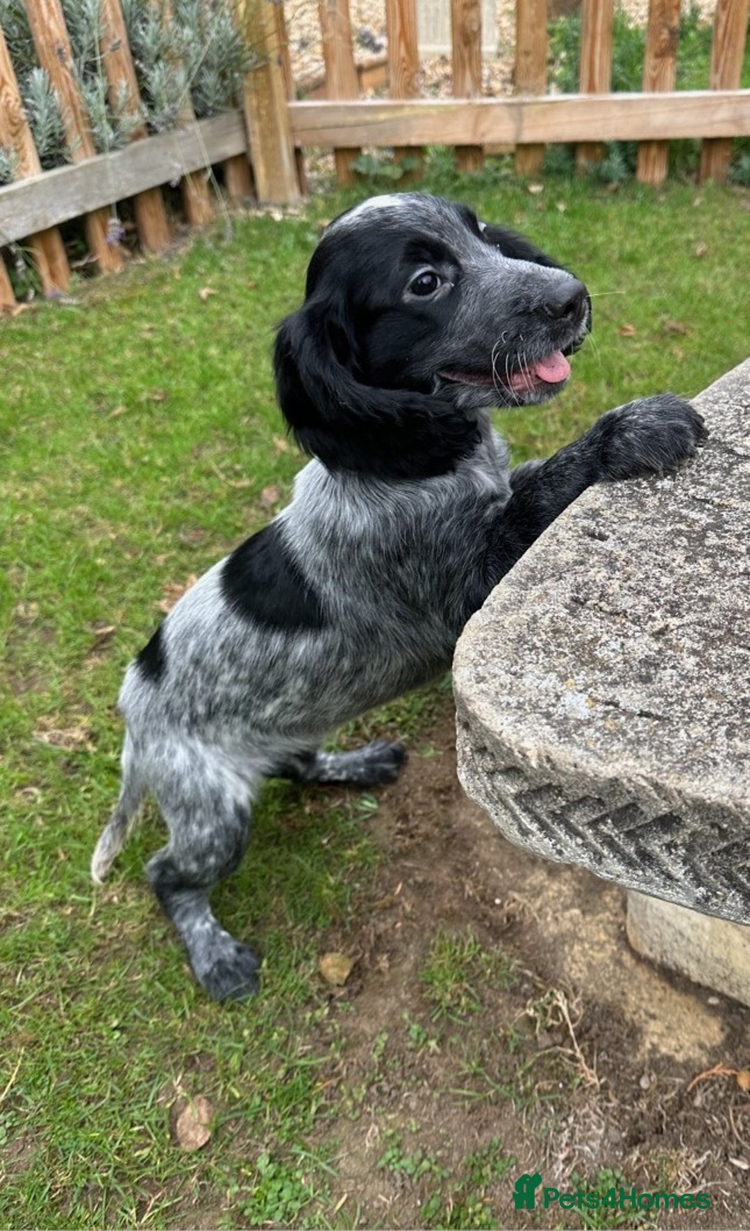 Cocker Spaniel dogs for sale: Cocker Spaniel puppies for sale - Image 6