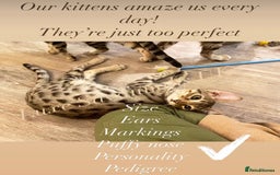 Savannah cats for sale: KIWANGA PEDIGREE F3 SAVANNAH KITTENS  - Image 6