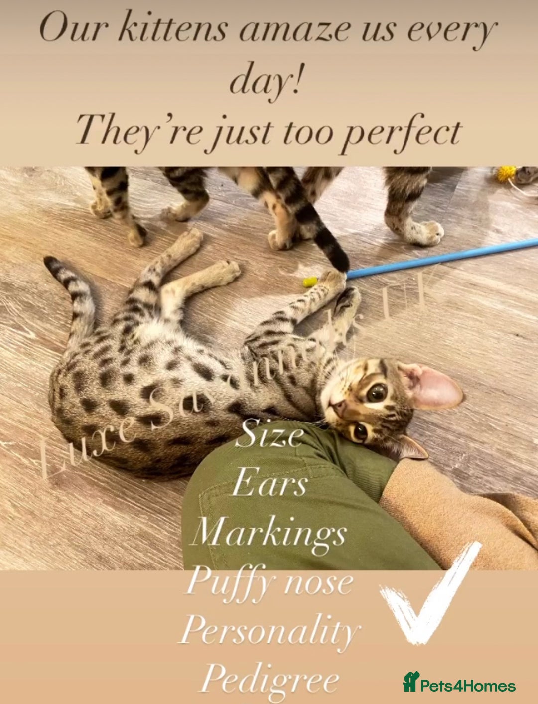 Savannah cats for sale: KIWANGA PEDIGREE F3 SAVANNAH KITTENS  - Image 6