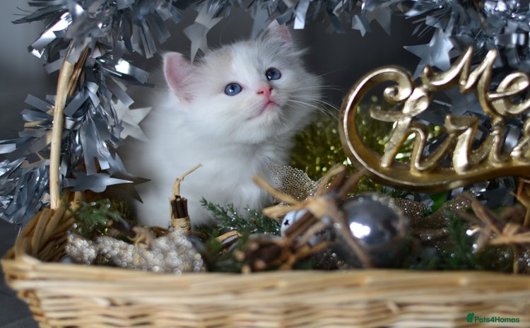 Ragdoll cats Beautiful Ragdoll Kittens - Advert 4