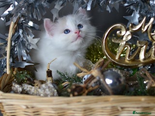 Ragdoll cats Champion Lines Beautiful Ragdoll Kittens - Advert 3