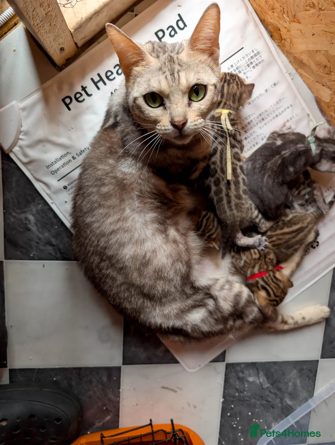 Bengal cats for sale: RESERVED  - Advert 1