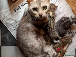 Bengal cats RESERVED - Advert 12