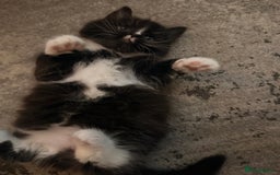 Mixed Breed cats for sale: 3 Gorgeous Long Hair Kittens Available - Image 12