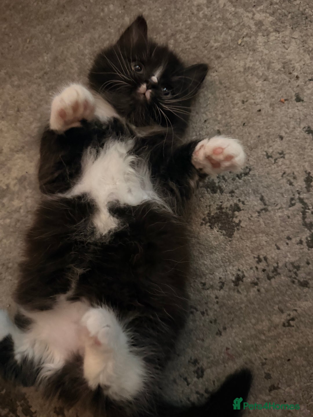 Mixed Breed cats for sale: 3 Gorgeous Long Hair Kittens Available - Image 12