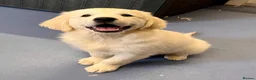 Golden Retriever dogs for sale: Our beautiful lady Harper is expecting puppies xx - Advert 9