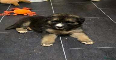 Mixed Breed dogs - Advert 8