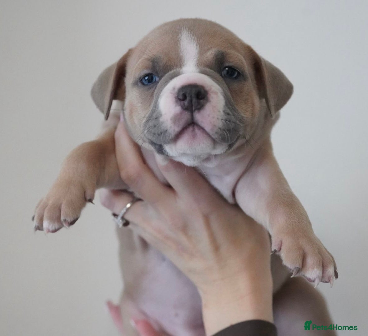 American Bully dogs for sale: Pocket bully pups for sale  - Advert 4