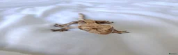Gecko reptiles for sale: Young male crested gecko  in Coulsdon - Advert 4