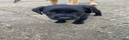 Labrador Retriever dogs for sale: STUNNING LABRADOR PUPPIES  - Advert 14