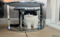 Domestic Shorthair cats for sale: Black and White Tuxedo Cat Needs Rehoming - Image 5