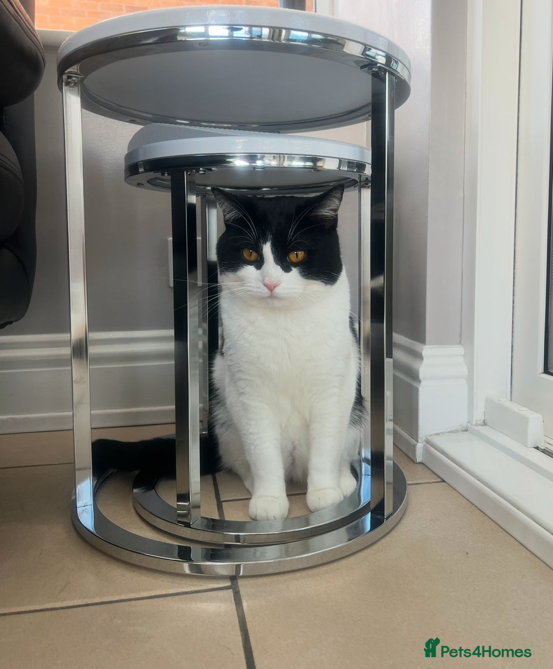 Domestic Shorthair cats for sale: Black and White Tuxedo Cat Needs Rehoming - Image 5